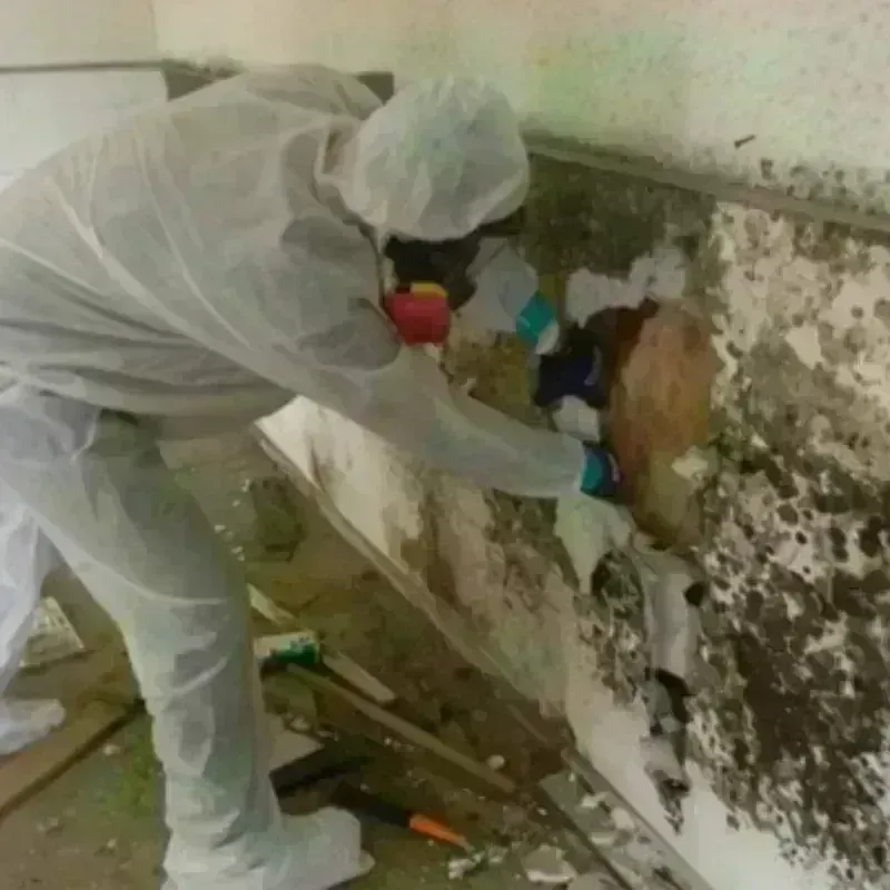 Mold Remediation and Removal in Lake County, FL